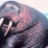 JibbingWalrus