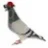 Pigeon.