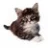 iRapeKittens