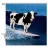 SurfinCow