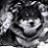 HyphyHusky