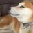 *DOG