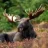 alpha.moose