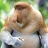 Proboscis