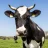 aldercow