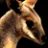 TheWallaby
