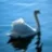 Swan_Solo