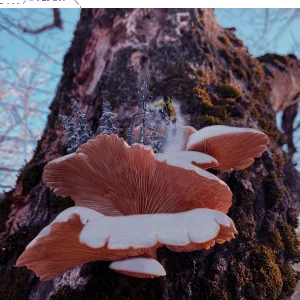 Mushroom Pow Pillow