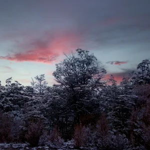 Trees at sunset