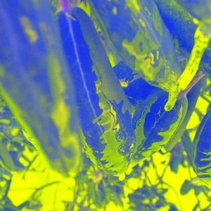 Some plant(i was bored)