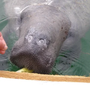 Wild manateeee