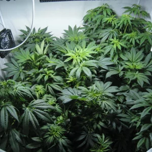 Mmmm  can you smell the serenity..