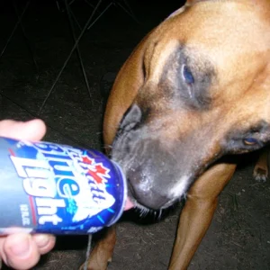 This dog love beer a little too much.....