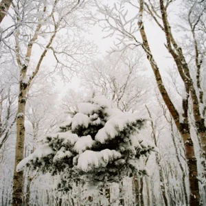 Snowy Trees
