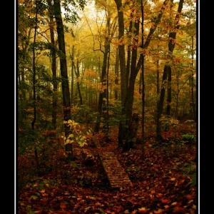 The Land of My Cottage