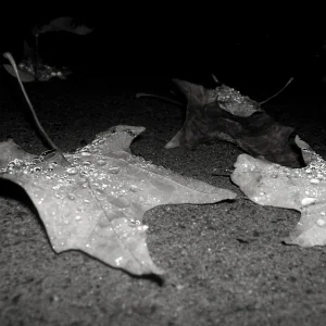 Fall is beautiful even without color