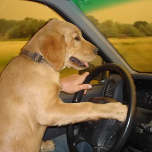 My Boy as a Youngster