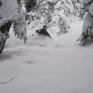 Ben shredding trees