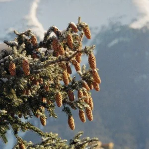 Artsy pinecones at copper.