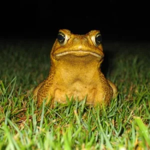 hexa tizite fo shizzzz