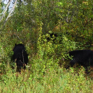 She had two cubs as well
