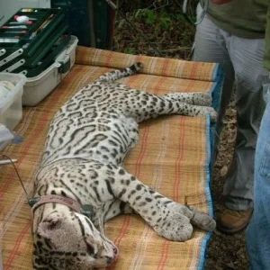 Ocelot