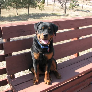 My puppy Timmy - 7 months old.