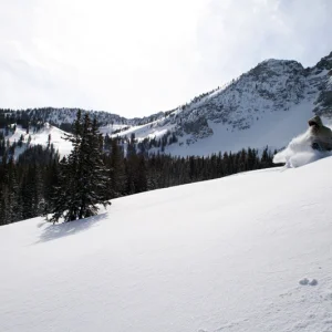 Powderday in Alta