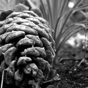 Pine cone