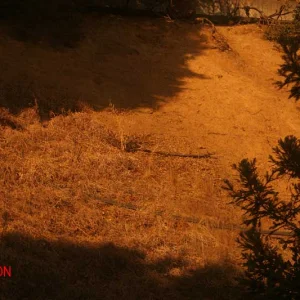 Oakley Test - Persimmon