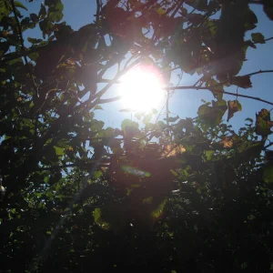 Sun in the leaf