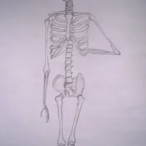 Skeleton drawing
