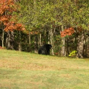 Black bear in the back yard