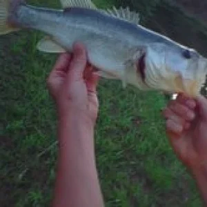 HUGE Bass!!!