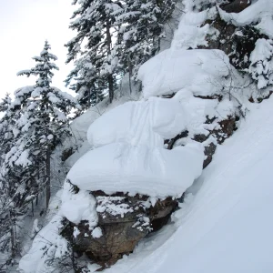 Japanese Famous Mashrooms
