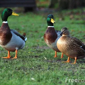 Ducks