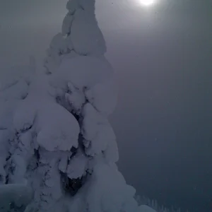 A tree covered in snow