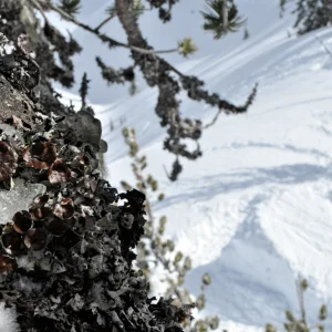 Flora and fauna of Mt. Hood