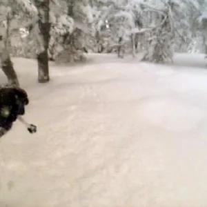 CHEST deep IN zee WOODS