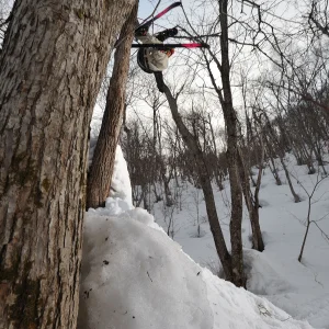 Hitting on tree