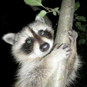 Rocky the Racoon
