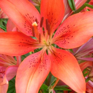 Flowers at the beach