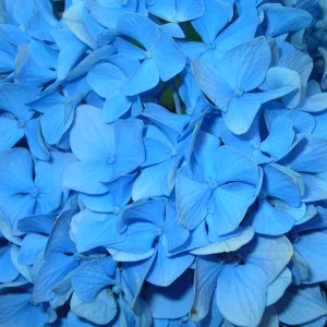 Blue hydrangeas