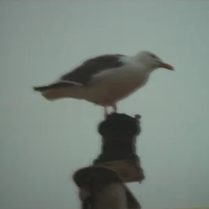 Seagull.