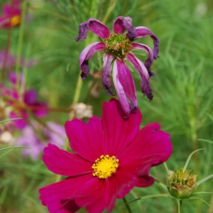 Life and death of a flower  2