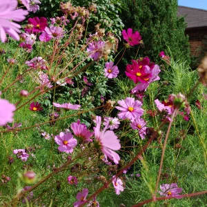 Weird... some more flowers