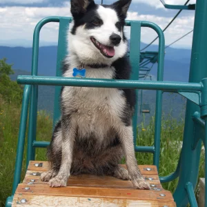 Dog on Single