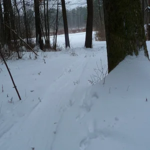 Backyard 3