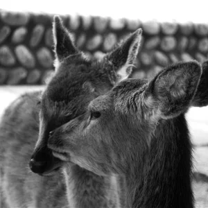 Pic I took of deer in Japan