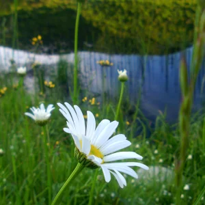 Beaver Pond, Vermont